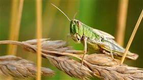 蝗蟲,圖／翻攝自Pixabay