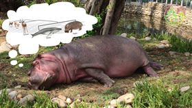 新竹市立動物園（FB）