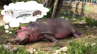 新竹動物園開幕！蔡英文：河馬很自在