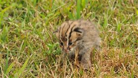 財政部國產署日前盤點合適國有地，開放保育團體認養，首宗認養案地點位於苗栗通霄，將與台灣石虎保育協會攜手，為石虎打造安心成長棲地。（特生中心提供）
