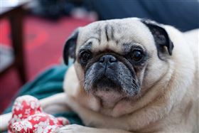 名家專用／毛起來MAOUP（勿用）