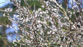 台南梅嶺梅花綻放台南梅嶺風景區的梅花進入花期，較高海拔地區已有花朵綻放。（台南市觀光旅遊局提供）中央社記者楊思瑞台南傳真　108年12月28日