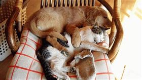 名家專用／毛起來MAOUP（勿用）