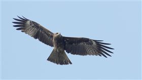 台灣黑鳶數量709隻達調查新高點台灣猛禽研究會28日表示，1992年時台灣黑鳶的調查數量不到200隻，今年冬季已達到709隻，這是自有調查以來，黑鳶族群數量的新高點。（謝季恩提供）中央社記者郭芷瑄傳真　108年12月28日