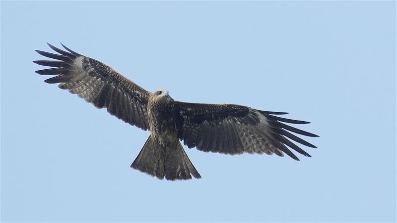 709隻黑鳶！數量達調查新高點