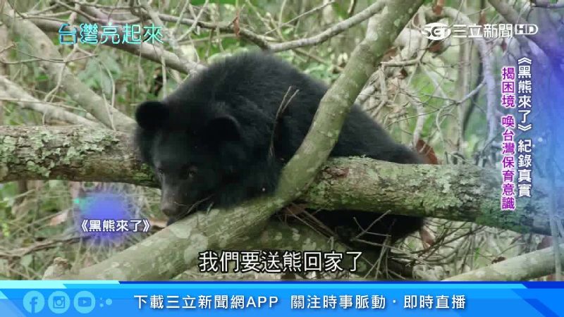 麥覺明長年拍攝　解開黑熊DNA秘密