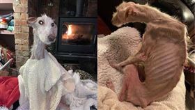 Tiggy剛被發現時骨瘦如材