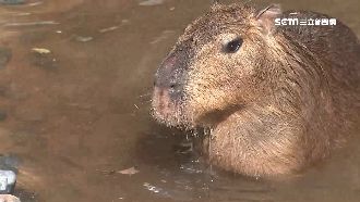新成員報到！呆萌水豚君現身埔心牧場