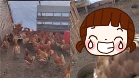 雞,老鷹,表情,美國,狩獵,農場,雞舍,陰影,圍毆,受困,獲救,寵物,動物, 圖／翻攝自YouYube