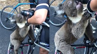 飽受澳洲野火殘害　無尾熊攔車討水喝