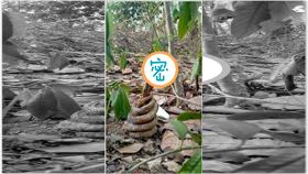 爆笑公社,蛇,蛇蛻,網友（圖／翻攝爆笑公社）