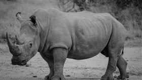 犀牛 示意圖／pixabay