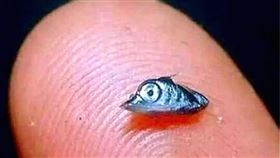 米粒,海洋霸主,旗魚（圖／翻攝自騰訊）