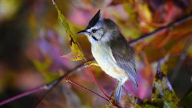 冬季賞鳥　冠羽畫眉出沒阿里山林務局嘉義林區管理處表示，遊客在冬季上阿里山，除了看日出、雲海外也可賞鳥，在阿里山森林遊樂區步道中散步，就可見到冠羽畫眉。中央社記者蔡智明攝　108年12月29日