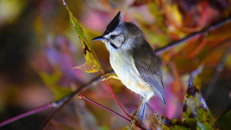 阿里山冬季也能賞鳥　冠羽畫眉出沒