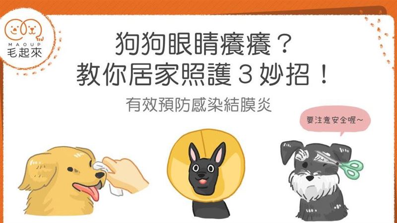 狗狗眼睛癢癢？教你居家照護3妙招！