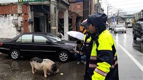 桃園麝香豬翹家逛大街　員警吐司計誘困庭院桃園市大溪區仁和路附近29日突然出現一隻麝香豬在馬路上逛大街，警方獲報到場處理，以吐司麵包將豬隻引誘至路旁民宅庭院中困住，再請里長廣播尋找飼主領回。（桃園市警局大溪分局提供）中央社記者吳睿騏桃園傳真　108年12月29日