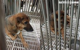 局犬,小黃,花蓮,棄養,寵物　圖／臉書花蓮人