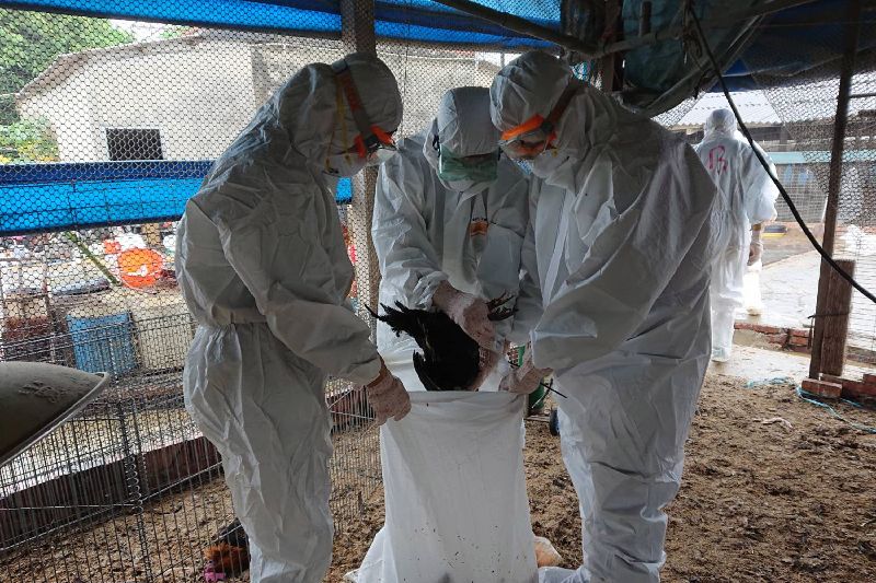 美爆首例人類染H5N5亡！疾管署估人傳人風險低：旅遊警示維持一級。(資料照)