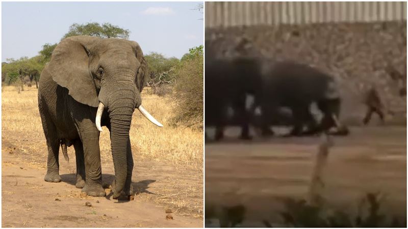 動物園大象發情！飼養員活生生被踩死