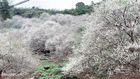 雪白梅花開了！元旦後進入賞梅高峰　盤點全台５大梅花海