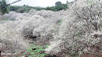 梅花開了！全台「賞梅秘境」看這兒！