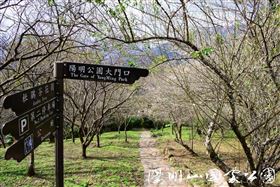 圖片來源：陽明山國家公園 梅花