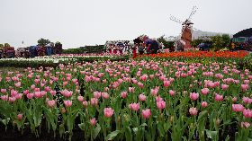 中社花市鬱金香花季登場　美不勝收　