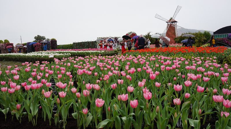 攻燈會人潮　中社花市推新花色鬱金香