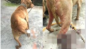 雲林,黑狗,比特犬,打架,噴槍（圖／翻攝畫面）