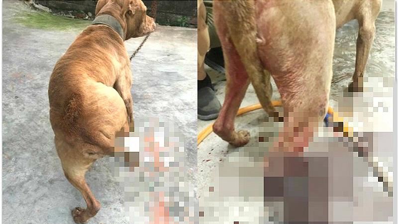 歐告纏鬥混種比特犬！主人拿刀來護駕