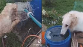 寵物,狗,對比,逗趣,蘇俄獵狼犬,梗犬（圖/翻攝自抖音APP用戶「71703319」）