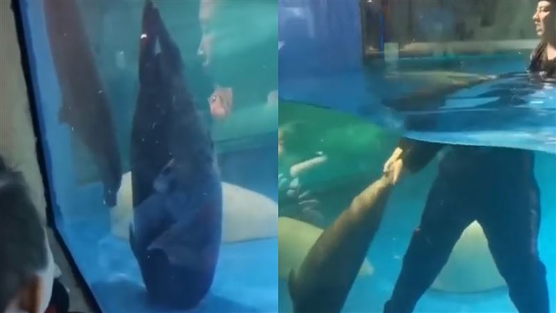 海豹頭被排水口吸住！園區搶救害死牠