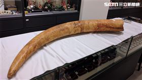 林務局,台灣,象牙,象牙加工品,大象保育,農委會