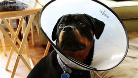 名家專用／毛起來MAOUP（勿用）