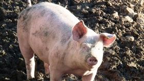 豬。（圖／翻攝自Pixabay圖庫）