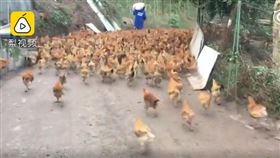 煙火太大聲？246隻放山雞「全被嚇死」…雞農崩潰求賠償（圖／翻攝自梨視頻）