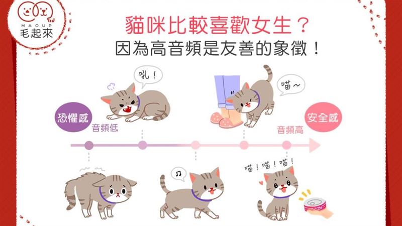 貓咪比較喜歡女生？高音頻是友善象徵