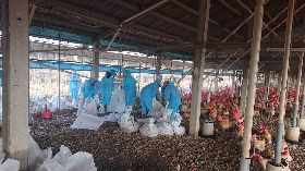 禽流感確診  雲林斗南養雞場撲殺逾2