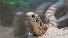 生長在乾燥沙地和矮草原的豬鼻蛇，外型有深褐色斑塊，因鼻子似豬，體型肥短，受民眾喜愛。（圖取自facebook.com/TaipeiZoo）

