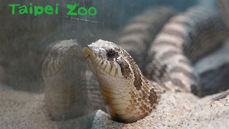 北市動物園新寵　豬鼻蛇身肥短超可愛