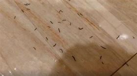 潮濕的浴室常常會出現不明小黑蟲。（圖／翻攝自爆怨公社）