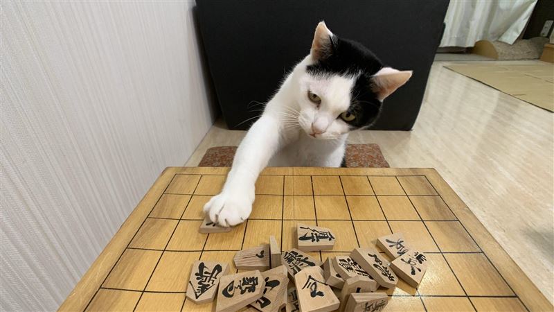 喵皇下棋出「奇招」　網笑：奴才輸了