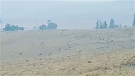 澳洲森林大火從今年9月延燒至今，東部的昆士蘭及新南威爾斯尤其嚴重，逾千棟房屋遭焚毀，居民被緊急撤離，目前已造成15人死亡，也有許多來不及被救出的動物不幸命喪無情火；而日前有民眾拍到大批袋鼠逃亡的畫面，短短30秒的畫面讓人看了相當心疼。（圖／翻攝自Mitchell Lyons Twitter）