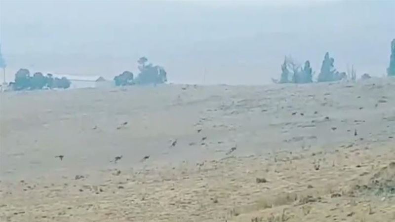 澳野火燒毀棲息地　袋鼠逃亡畫面曝光