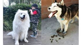 中大型犬也能搭北捷！將開放紅線19站　推寵物車專用車廂
