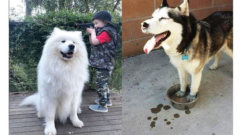 中大型犬能搭捷運！北捷19站將開放