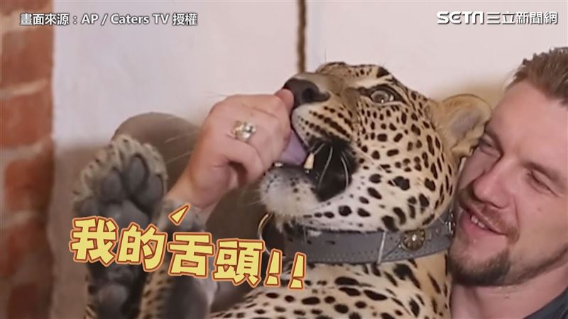 超ㄋㄞ人花豹　飼養員奴才帶回家伺候