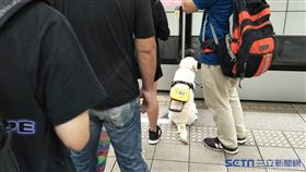 導盲犬(陳弋攝影)
