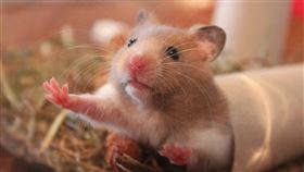 倉鼠,寵物,冬眠,僵硬,誤埋,死亡,復活